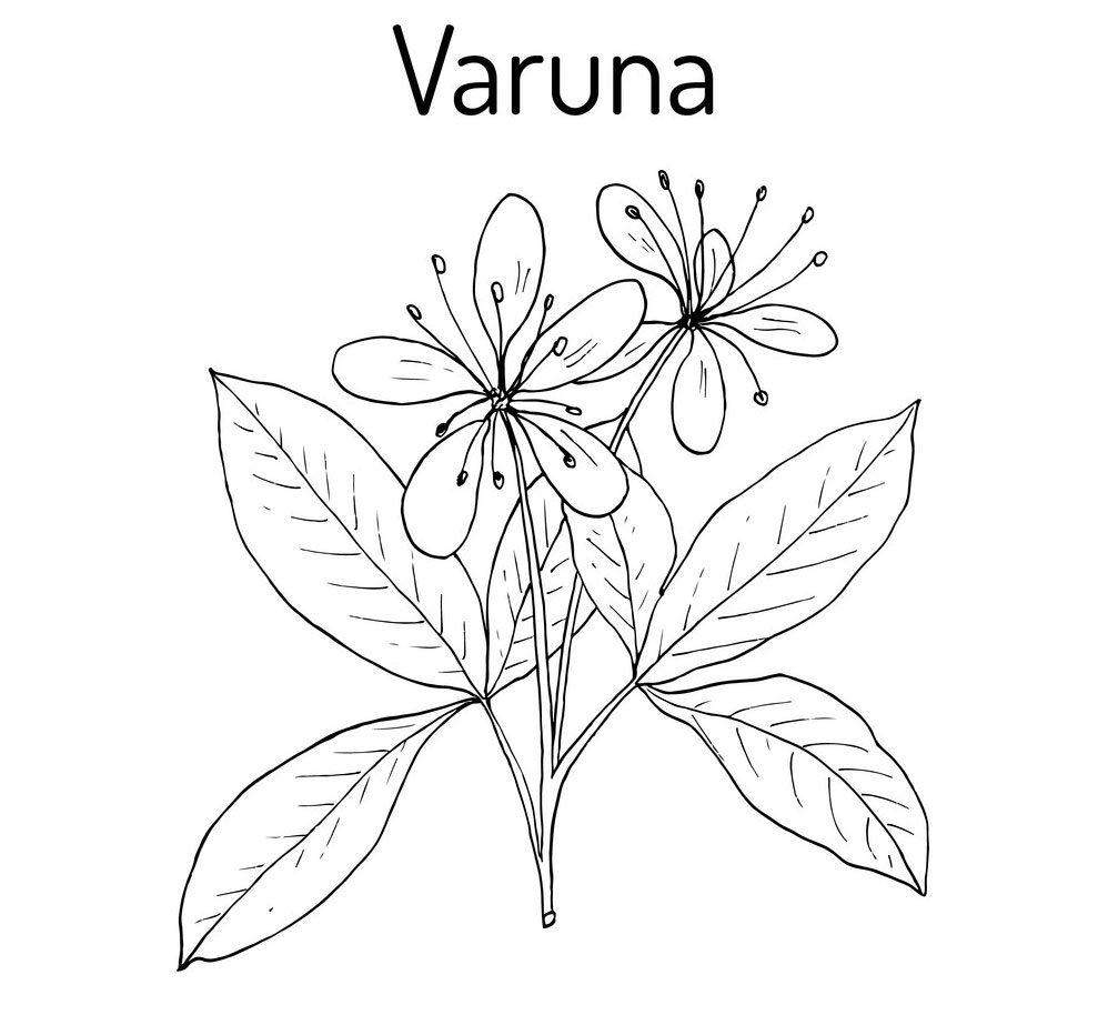 Sketch-of-Varuna