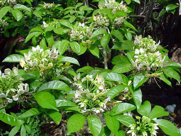 Varuna-plant