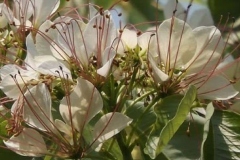 Flowers-of-Varuna