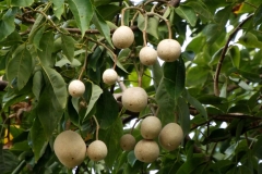 Fruits-of-Varuna