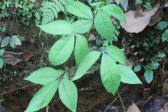 Leaves-of-Varuna