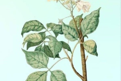 Plant-Illustration-of-Varuna