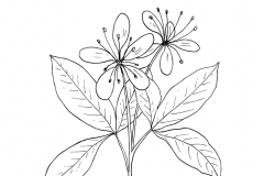 Sketch-of-Varuna
