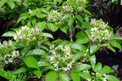 Varuna-plant