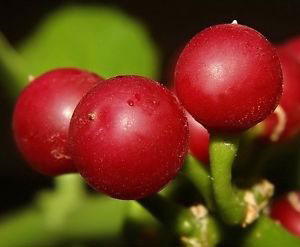 Closer-view-of-mature-fruits-of-Veld-Grape