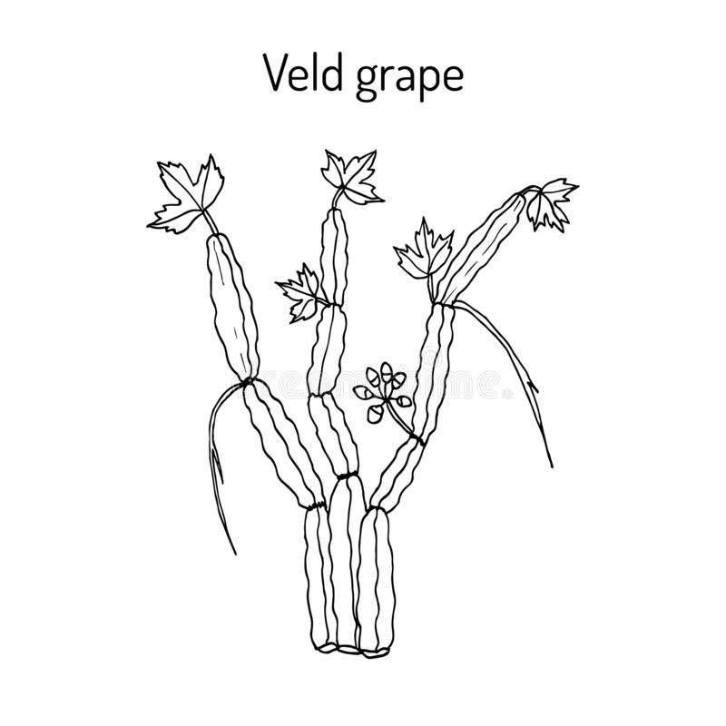 Sketch-of-Veld-Grape