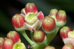 Closer-view-of-flowers-and-flowering-buds-of-Veld-Grape
