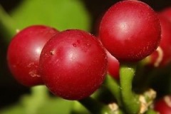 Closer-view-of-mature-fruits-of-Veld-Grape