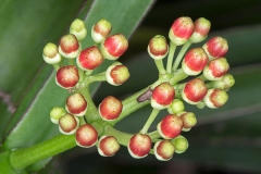 Flowering-buds-of-Veld-Grape