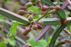 Immature-Veld-Grape-on-the-plant