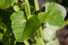 Leaves-of-Veld-Grape
