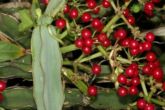 Mature-fruits-of-Veld-Grape