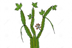 Plant-Illustration-of-Veld-Grape