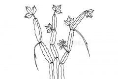 Sketch-of-Veld-Grape
