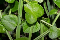 Stem-of-Veld-Grape