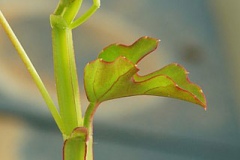 Veld-Grape-Sprouts