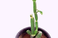 Veld-Grape-plant-grown-on-pot