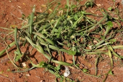 Veld-Grape-plant