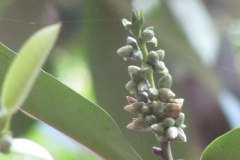 Flower-buds-of-Velvet-apple