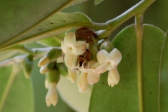 Flower-of-Velvet-apple