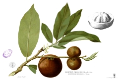 Plant-illustration-of-Velvet-apple
