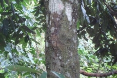 Velvet-apple-bark
