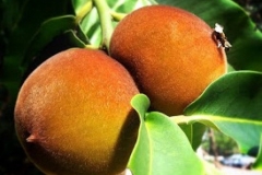 Velvet-apple-fruit