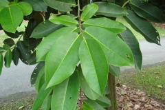 Velvet-apple-leaves