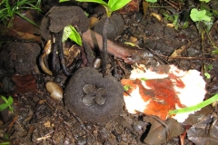 Velvet-apple-seedlings