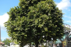 Velvet-apple-tree