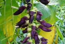 Close-up-flower-of-Velvet-beans
