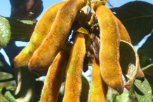 Pods-of-Velvet-beans