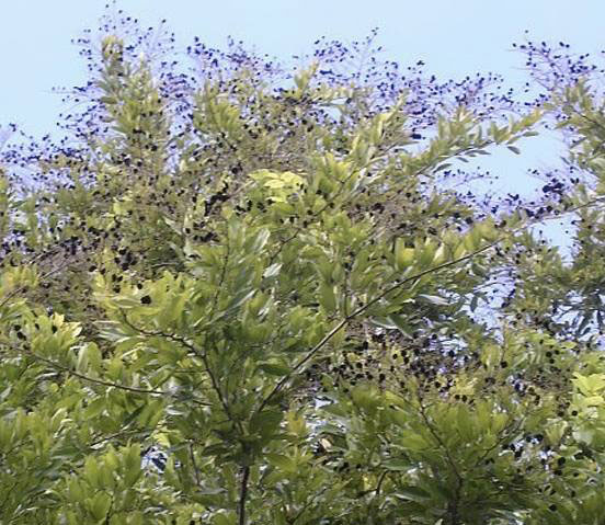 Velvet-Tamarind-tree