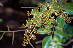 Flower-of-Velvet-Tamarind
