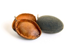 Half-cut-velvet-tamarind-fruit