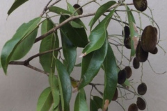 Leaves-of-Velvet-Tamarind