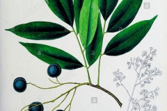 Plant-illustration-of-Velvet-Tamarind