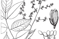 Sketch-of-Velvet-Tamarind