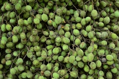 Unripe-fruits-of-Velvet-Tamarind