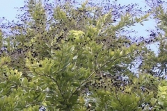 Velvet-Tamarind-tree