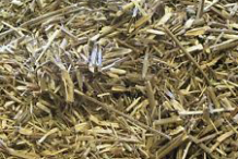 Dried-Vervain-plant