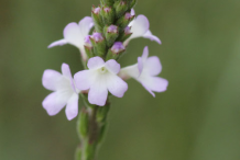 Flower-of-Vervain-plant