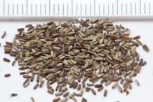 Flower-seed-of-Vervain-plant