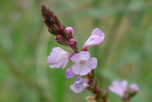 Flowering-buds-of-vervain-plant
