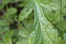 Leaf-of-Vervain-plant