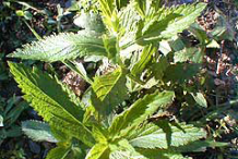 Small-Vervain-plant