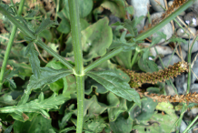 Stem-of-Vervain-plant