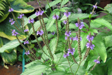 Vervain-Plant