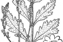 Vervain-plant-Sketch