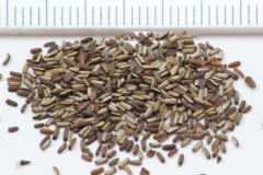 Flower-seed-of-Vervain-plant